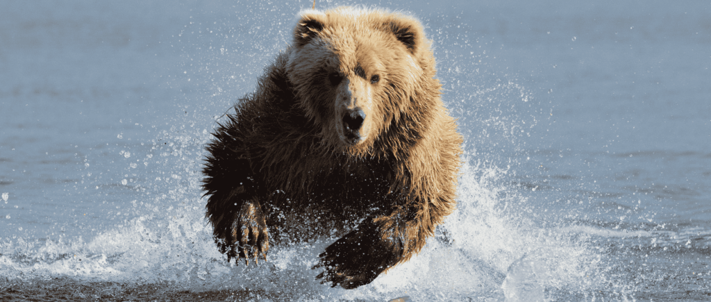 Bear running through the water
